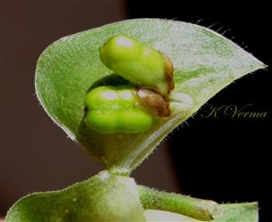  Spathe with young fruits